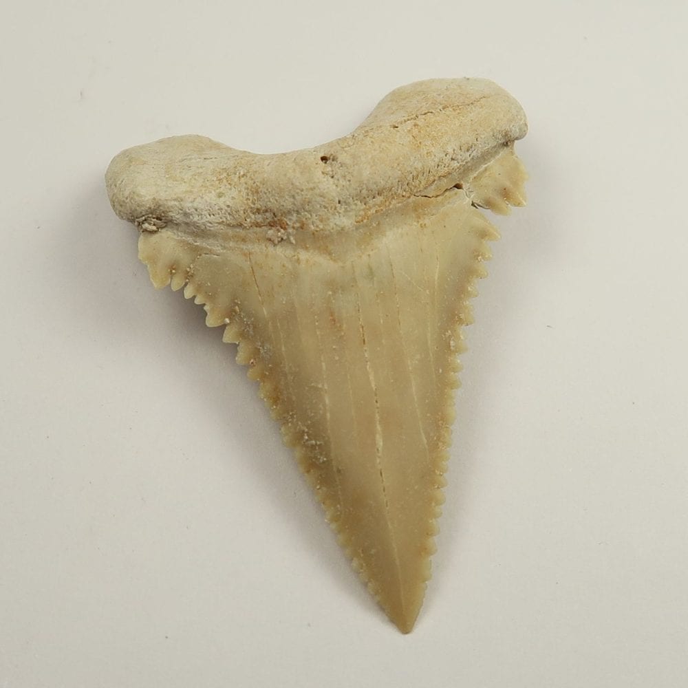fossilised palaeocarcharodon orientalis tooth from morocco 4