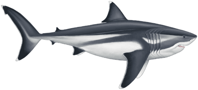 carcharodon megalodon sharks teeth (pathological)