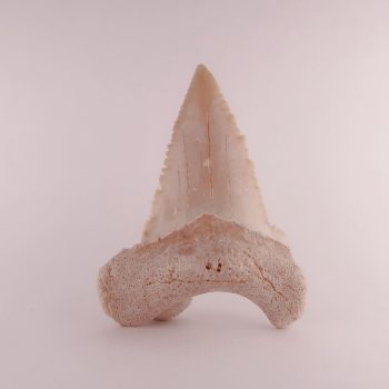 palaeocarcharodon orientalis sharks teeth