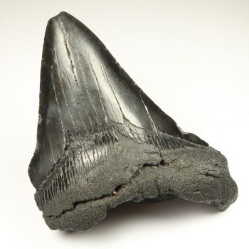 pathological fossilised megalodon tooth