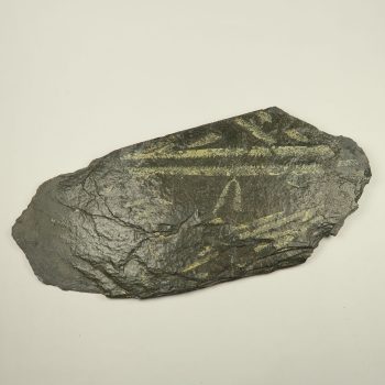 Didymograptus graptolite fossil specimens