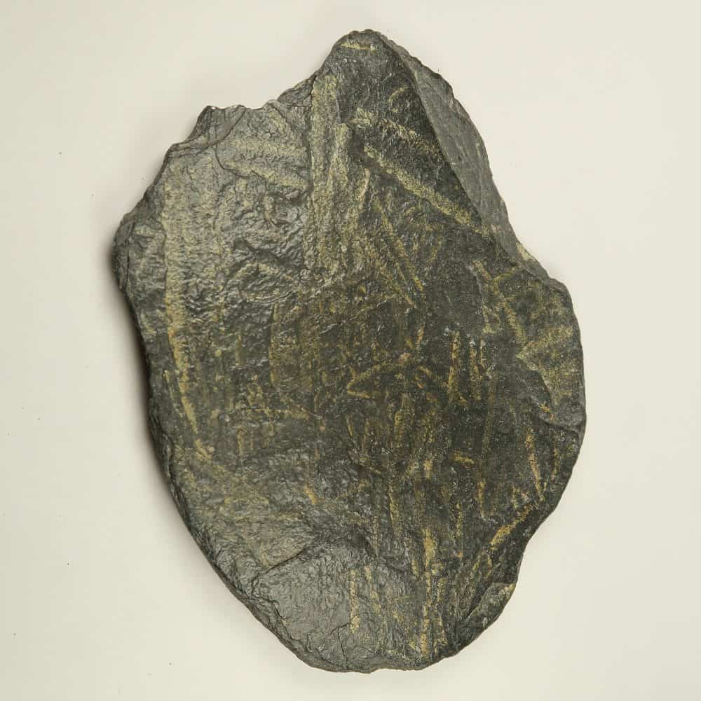 Didymograptus graptolite fossil specimens