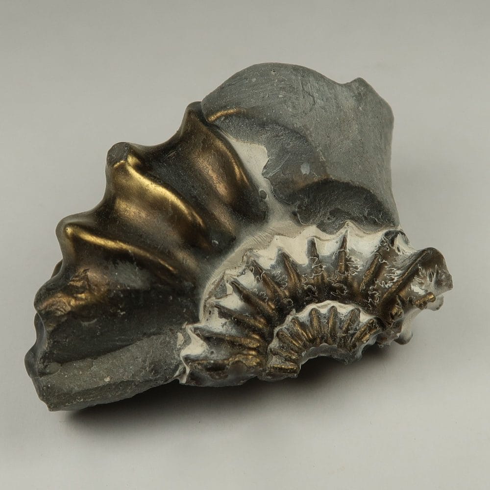 brassy pleuroceras ammonite specimens from germany 11