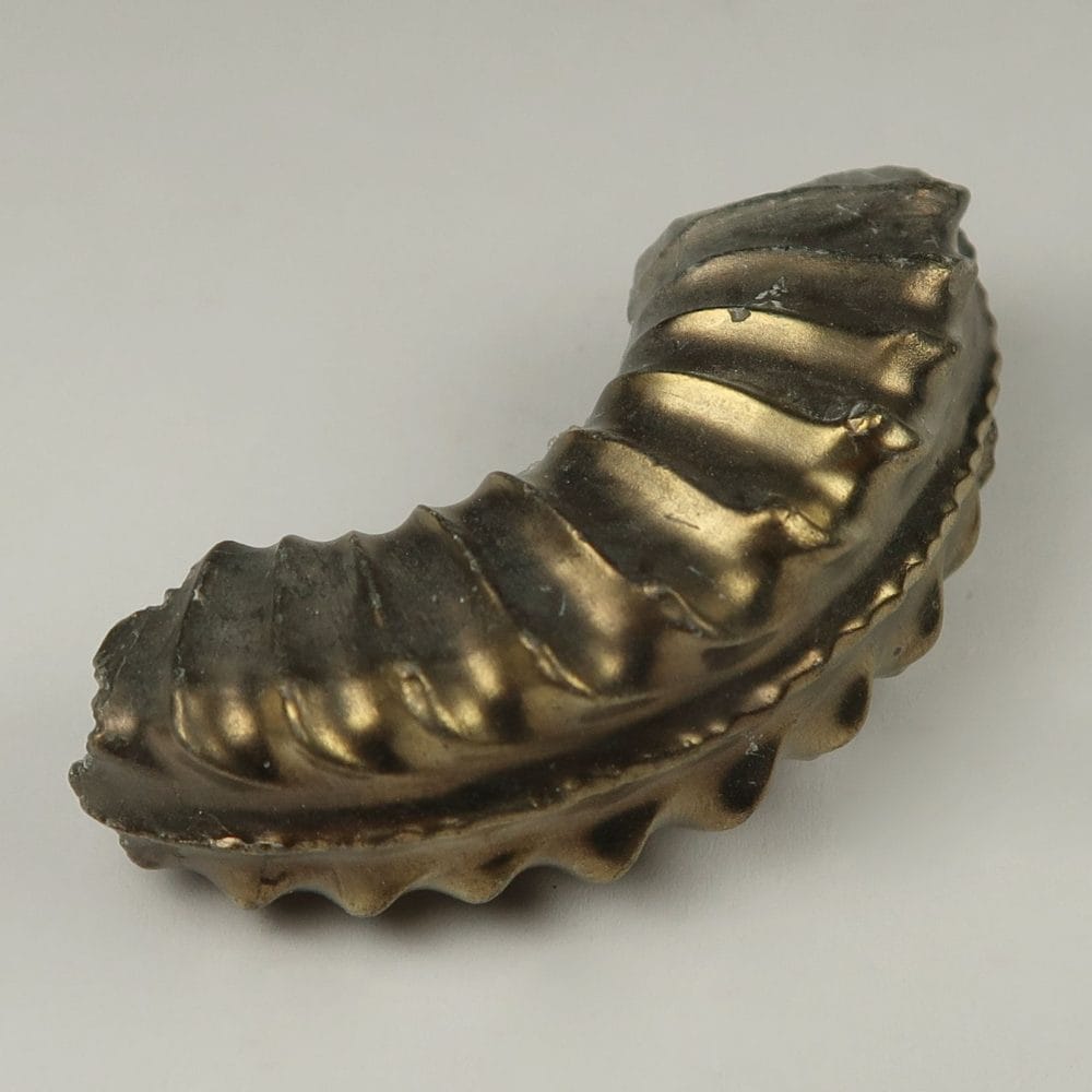brassy pleuroceras ammonite specimens from germany 2