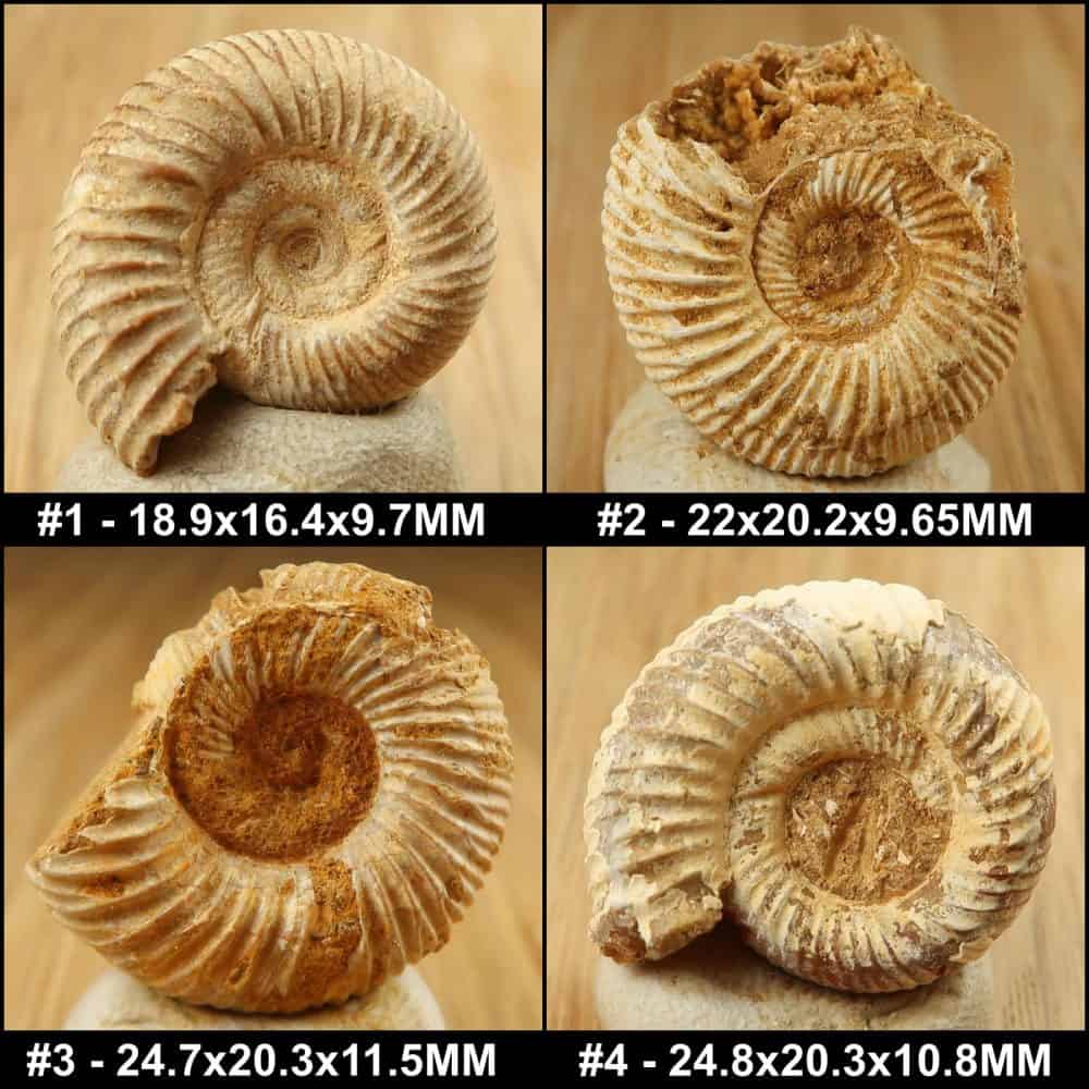 perisphinctes ammonites