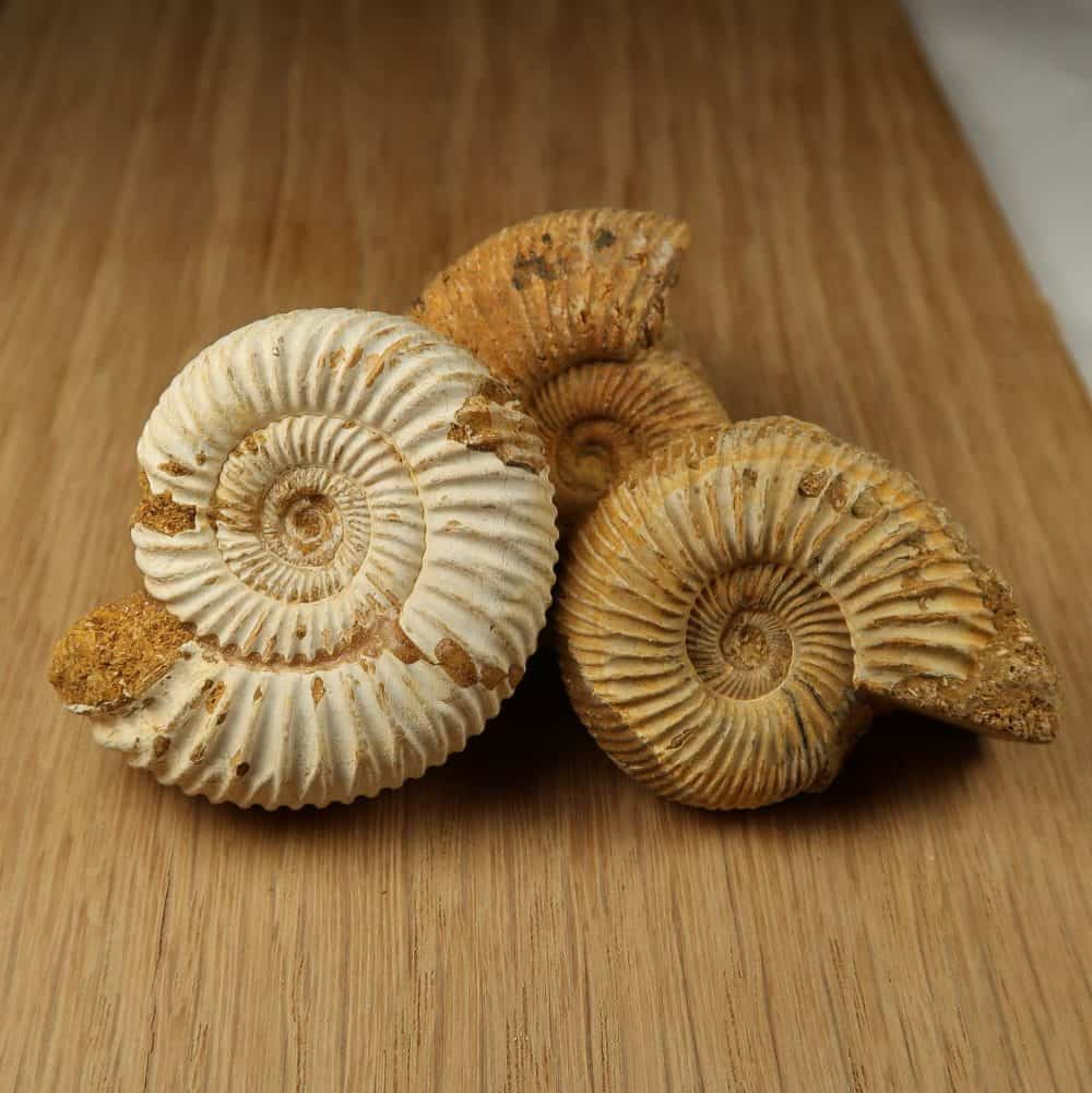 perisphinctes ammonites