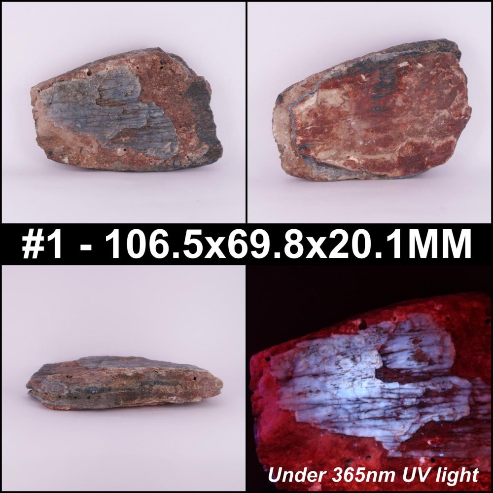 woolly mammoth tooth fossils