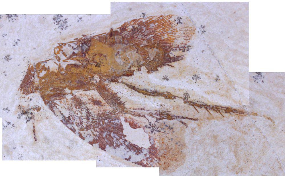 cockroach fossil specimens (blattodea)
