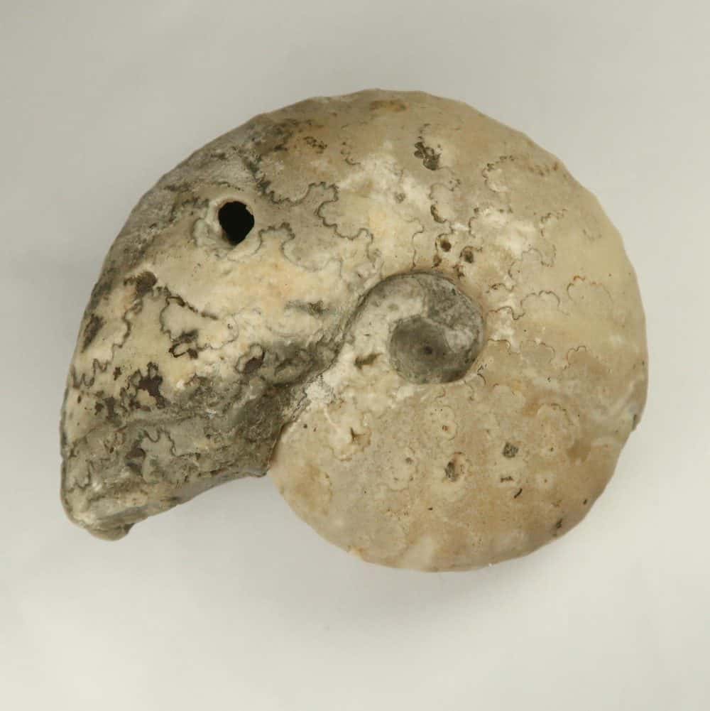 cadoceras ammonite fossils