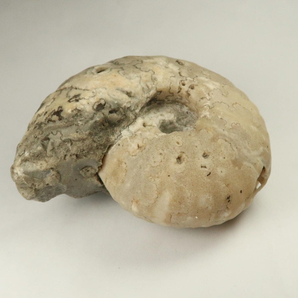cadoceras ammonite fossils