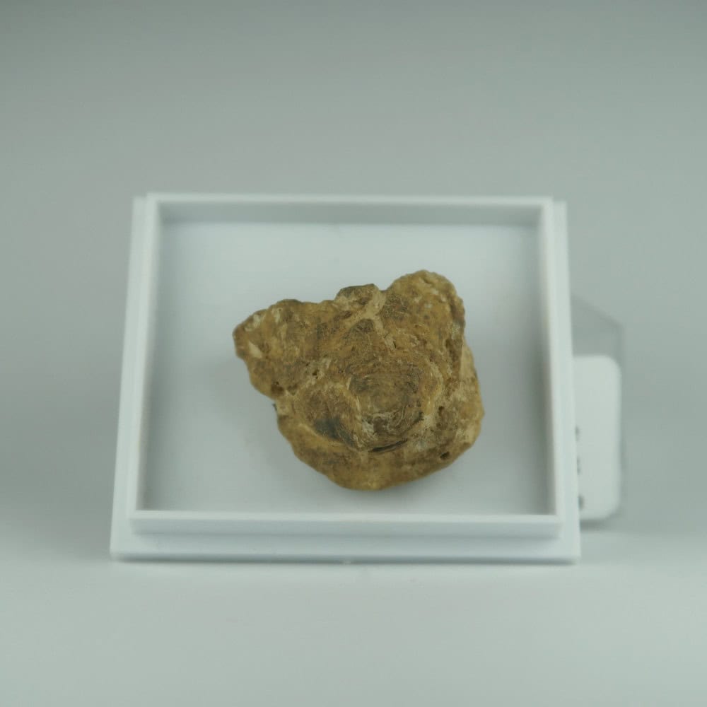 nantan meteorite specimens