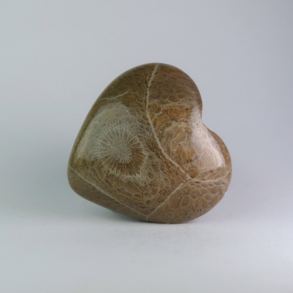 fossil coral heart carvings