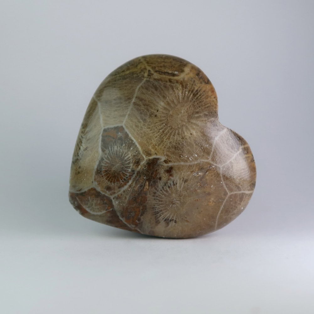 fossil coral heart carvings