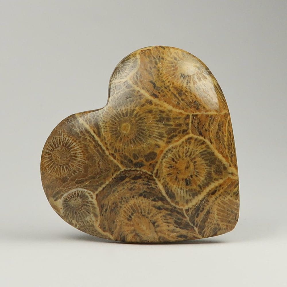 fossil coral heart carvings
