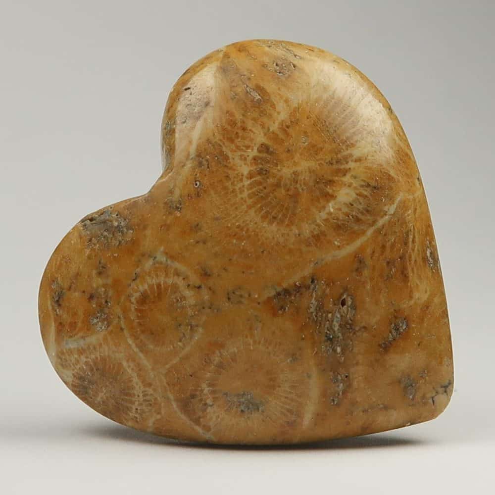 fossil coral heart carvings