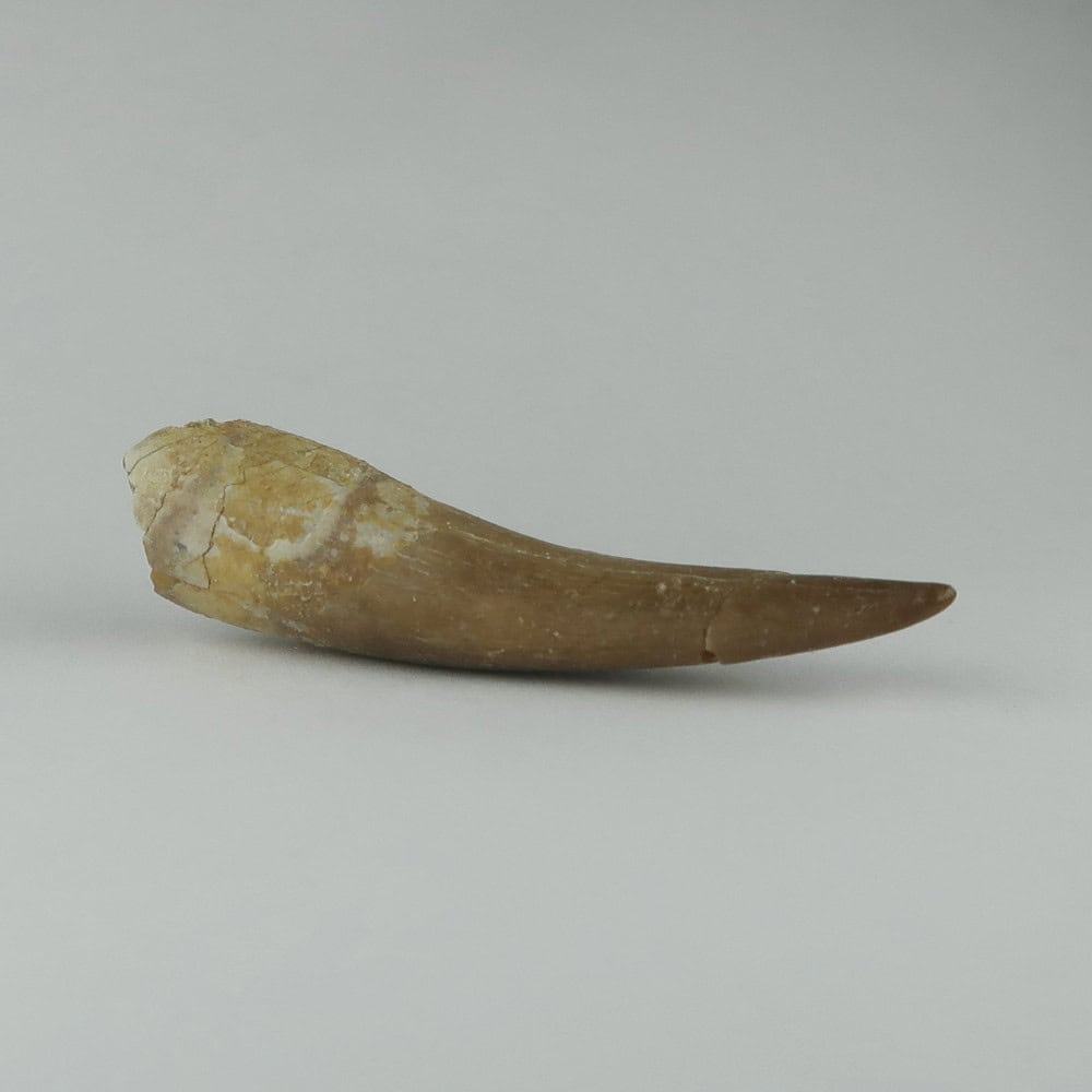 plesiosaur tooth fossils
