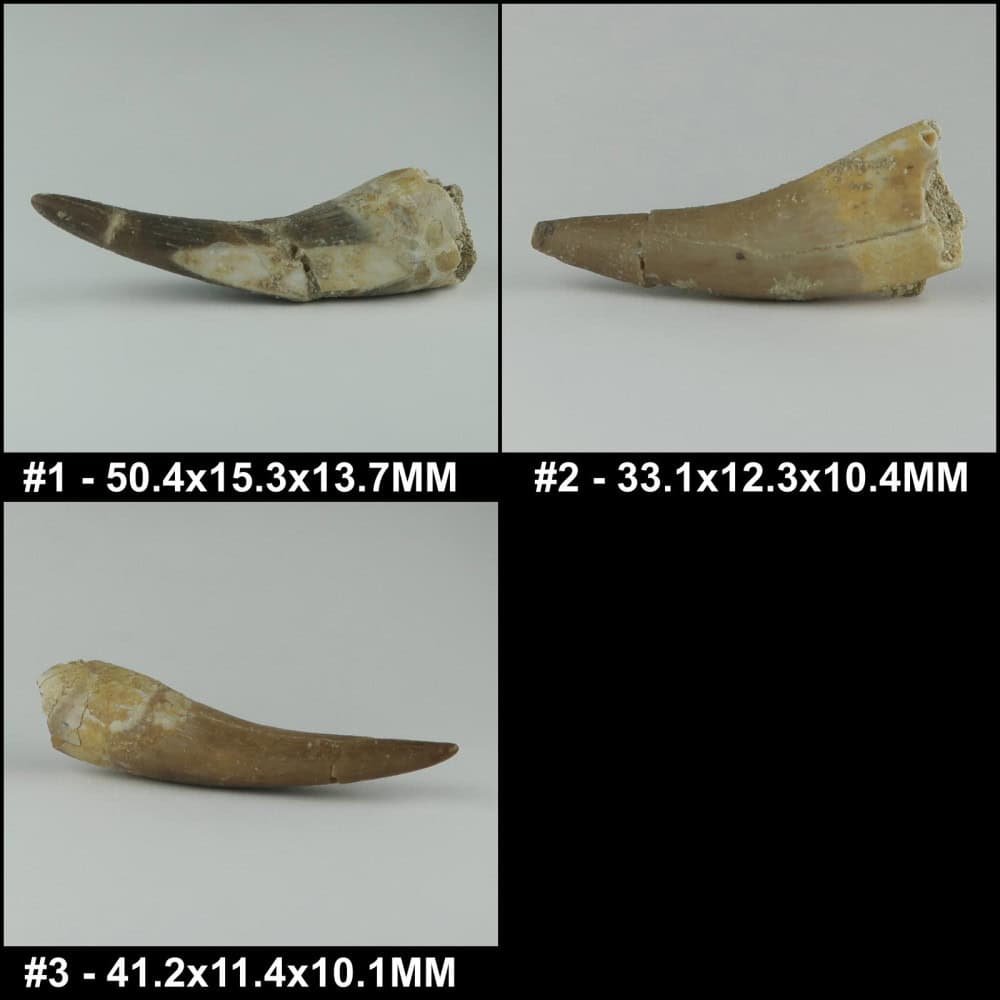 plesiosaur tooth fossils