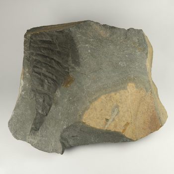 eurypterid fossils