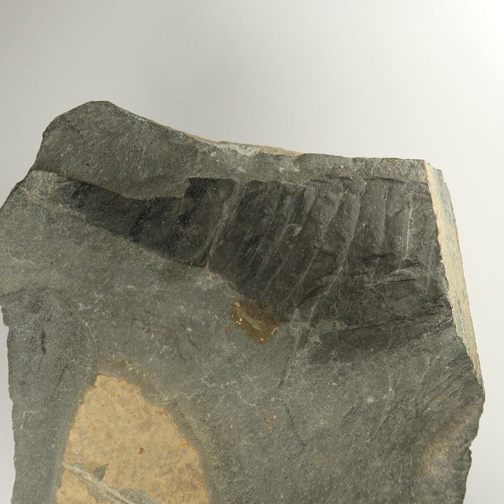eurypterid fossils