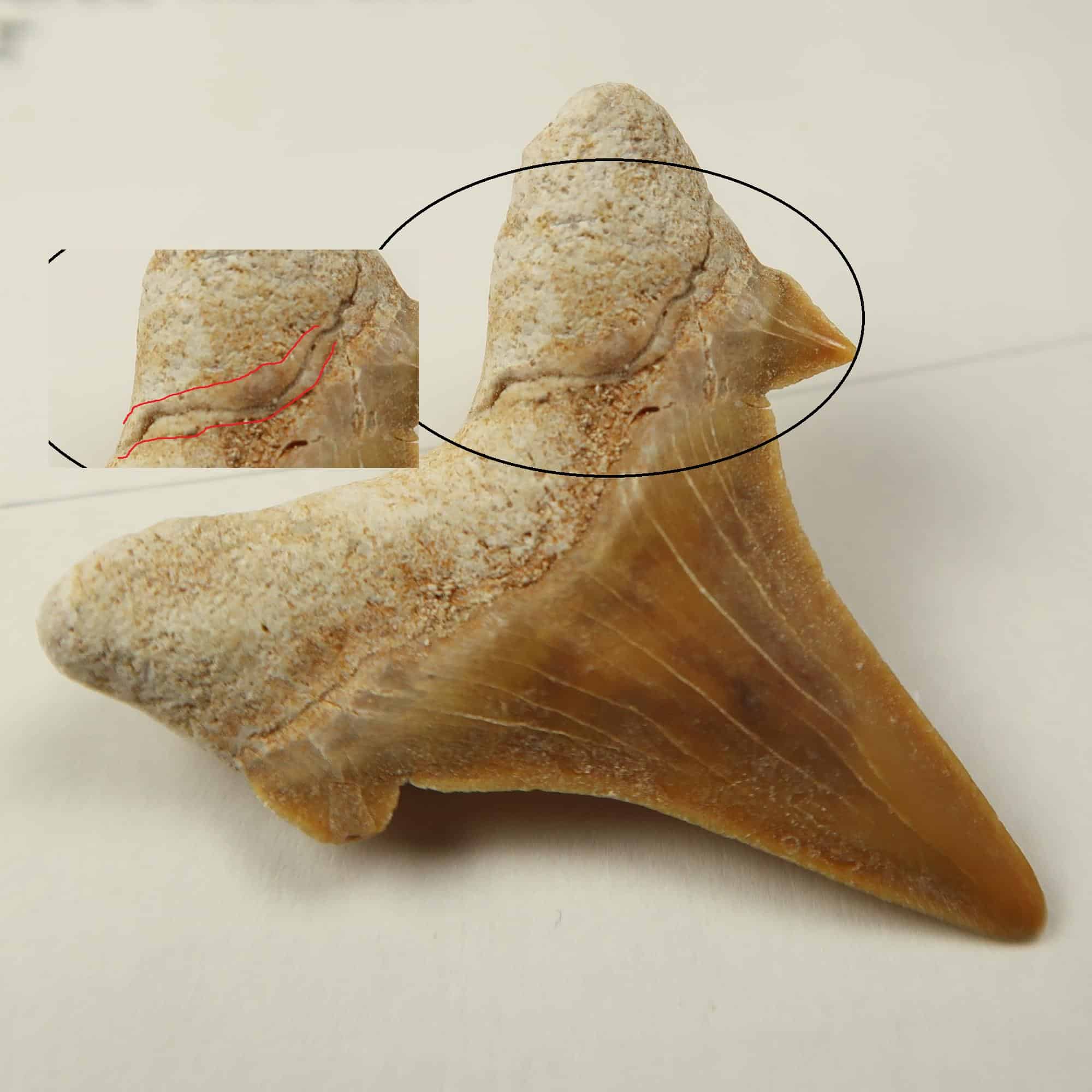 Repaired and restored sharks teeth