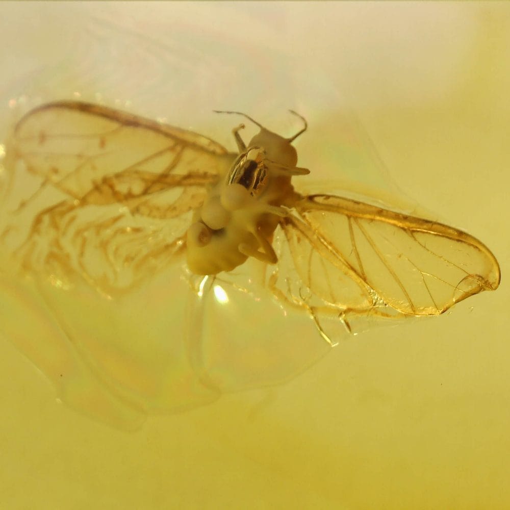 aphididae insect inclusion in baltic amber