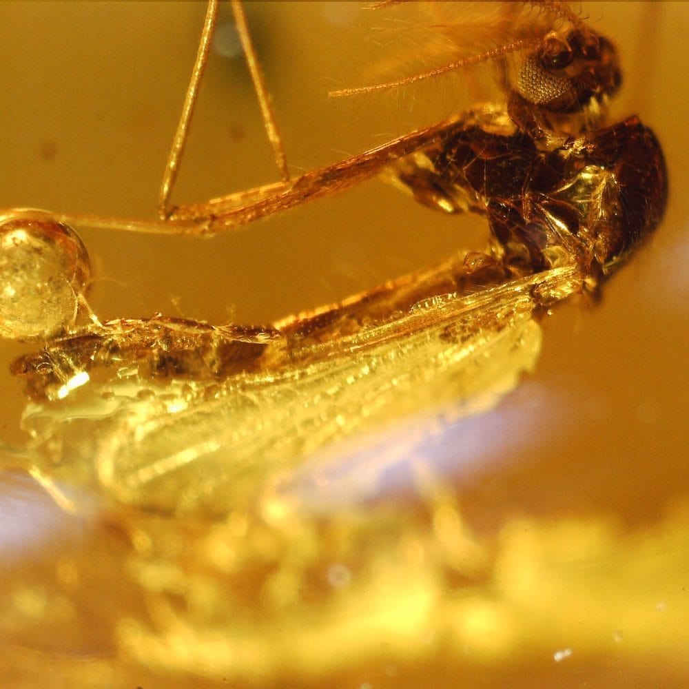 chironomidae insect inclusion in baltic amber