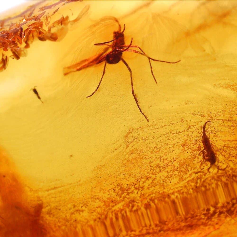 collembola hexapod inclusion in baltic amber