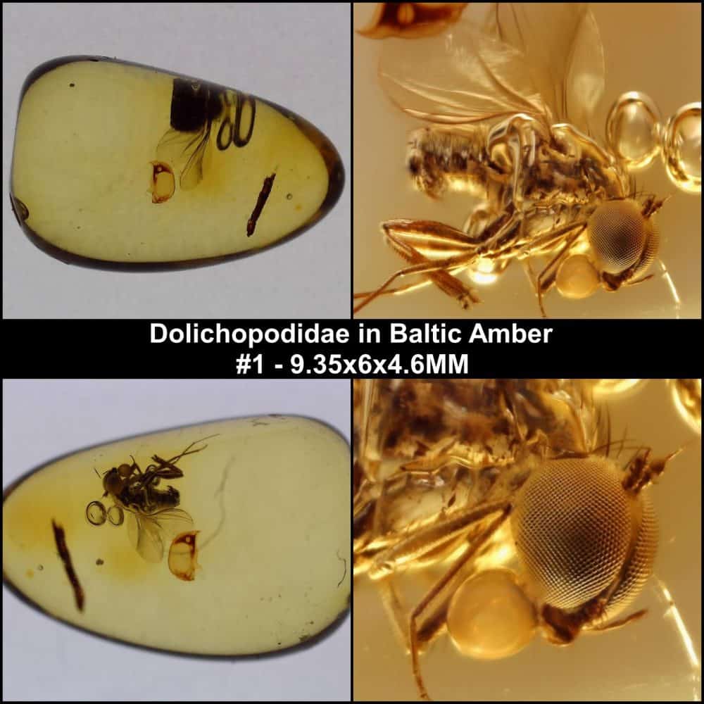 dolichopodidae insect inclusion in baltic amber