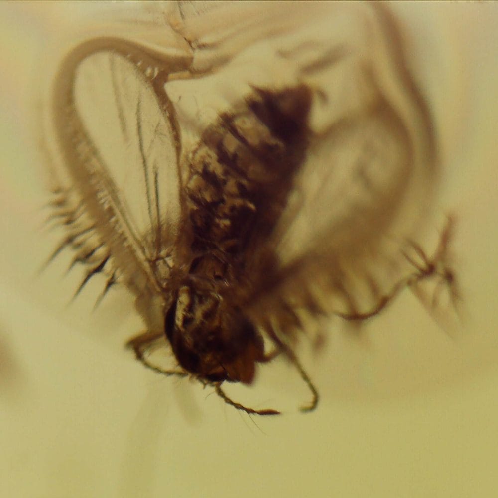 chironomidae insect inclusion in baltic amber