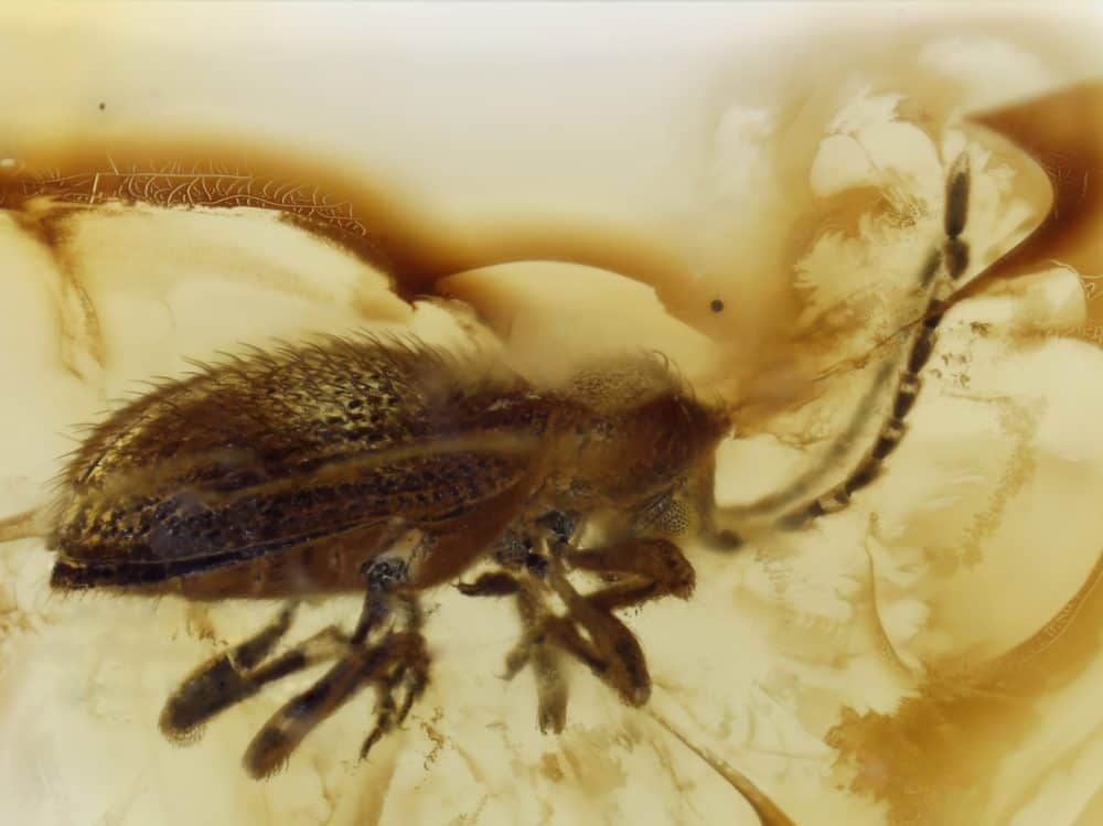 ptinidae insect inclusion in baltic amber