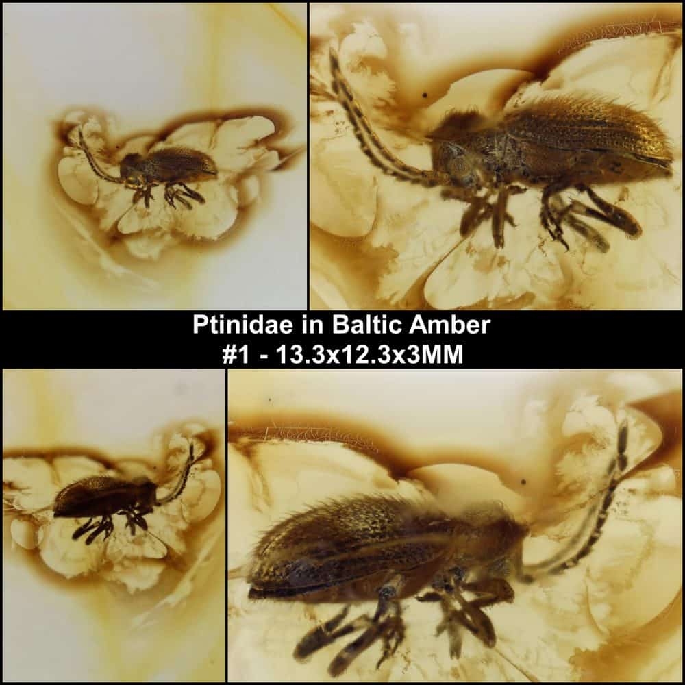 ptinidae insect inclusion in baltic amber