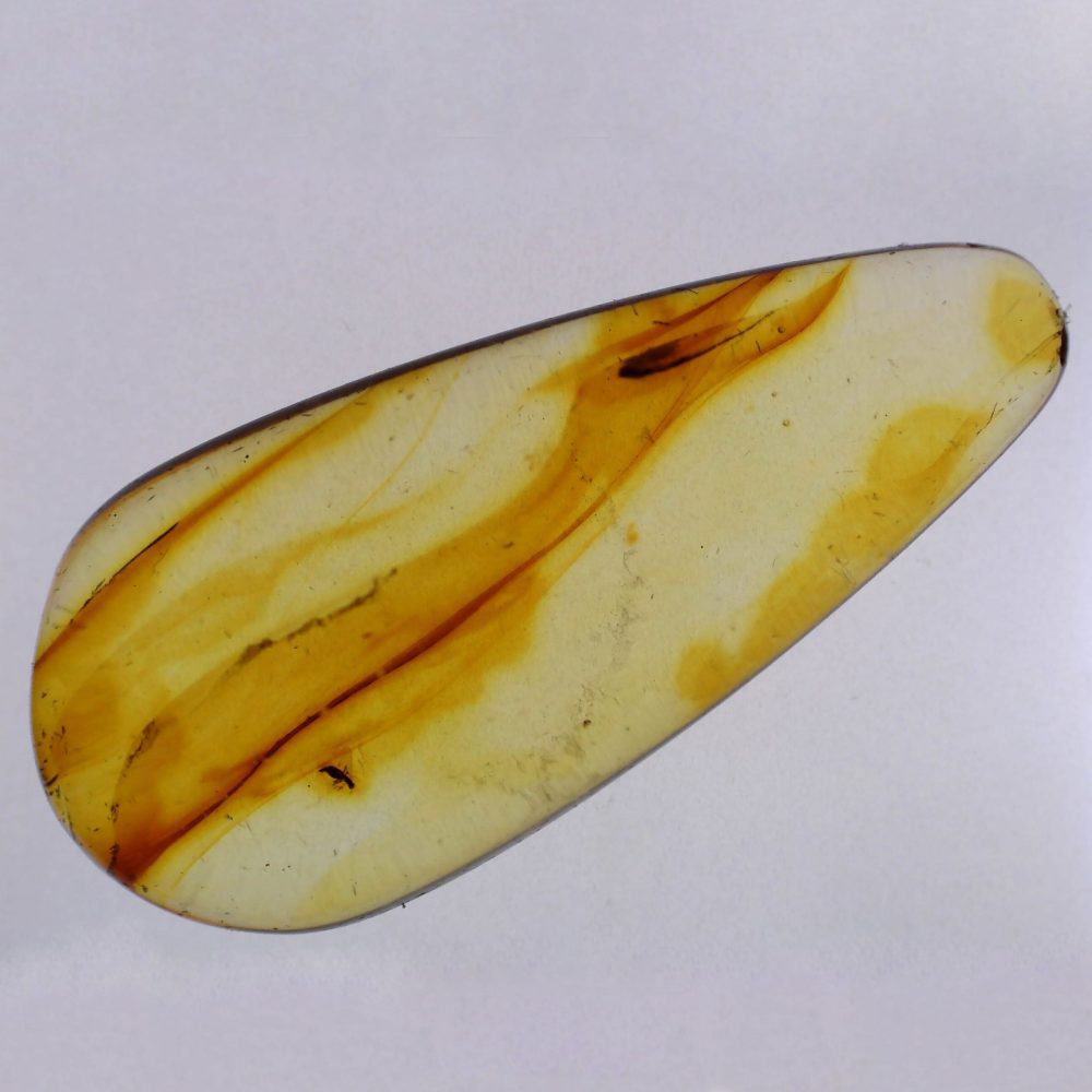unidentified insect inclusion in baltic amber 2