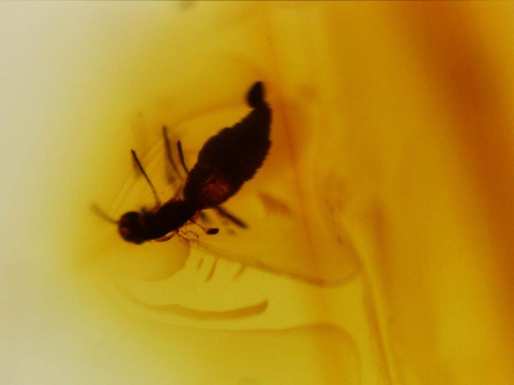 unidentified insect inclusion in baltic amber 2 4