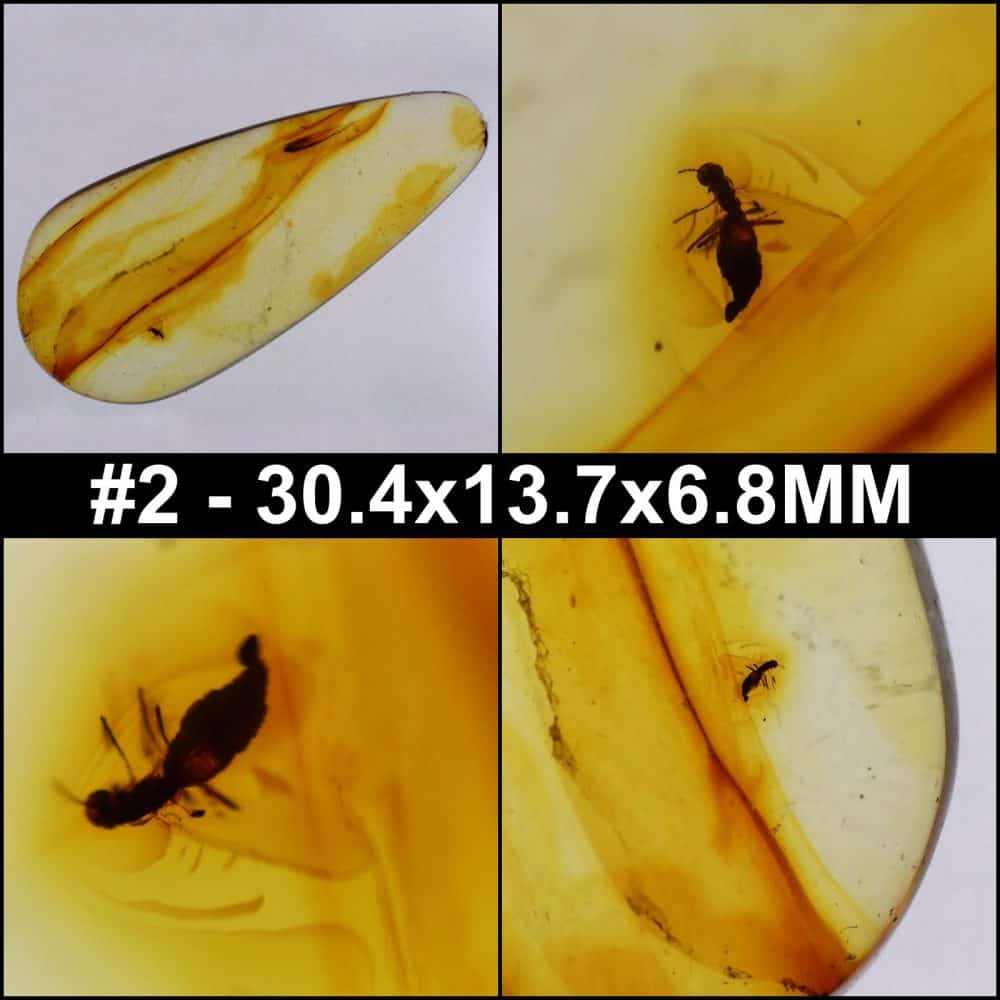 unidentified insect inclusion in baltic amber 2 7