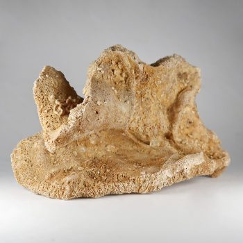 Raphidonema contortum sponge fossils