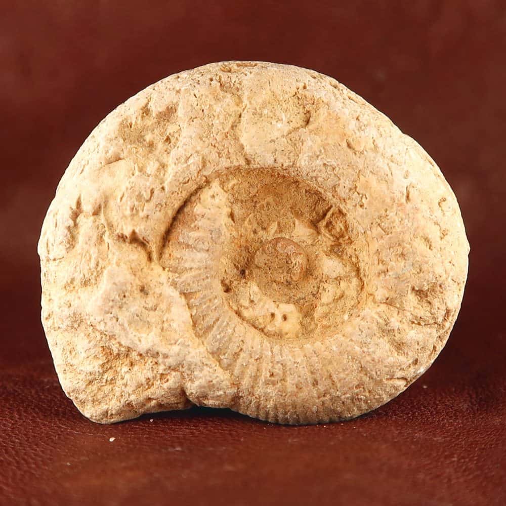 Ammonites from Somerset - Hildoceras and Harpoceras