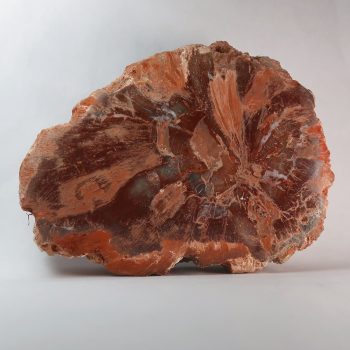 Petrified Wood fossils for sale in the UK