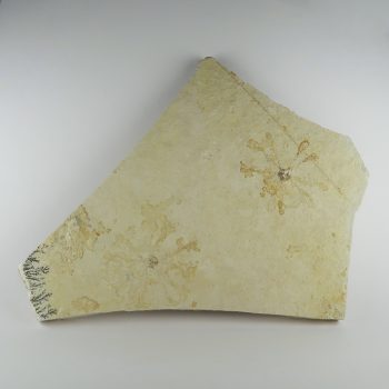 saccocoma crinoid fossils