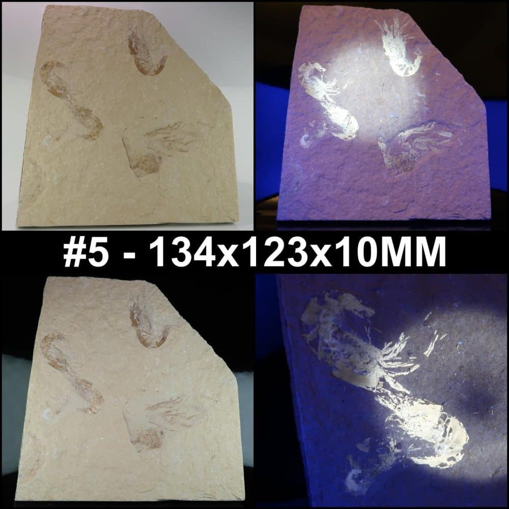 carpopenaeus prawn fossils collage 5