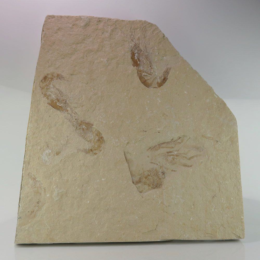 carpopenaeus prawn fossils from lebanon 2