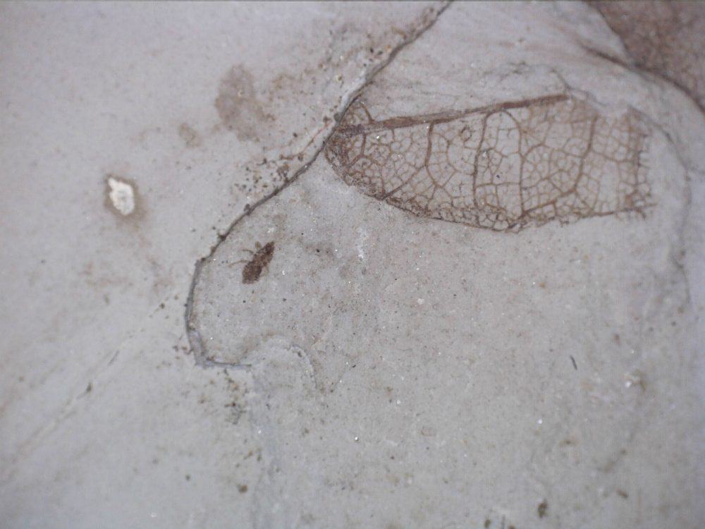 ocotea coloradensis leaf fossils