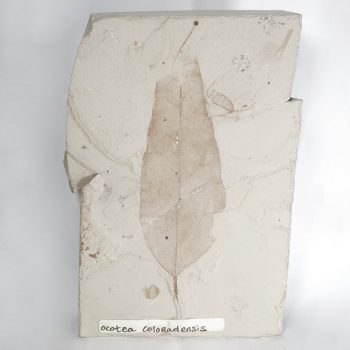 ocotea coloradensis leaf fossils