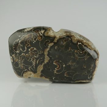 marston marble ammonites, polished