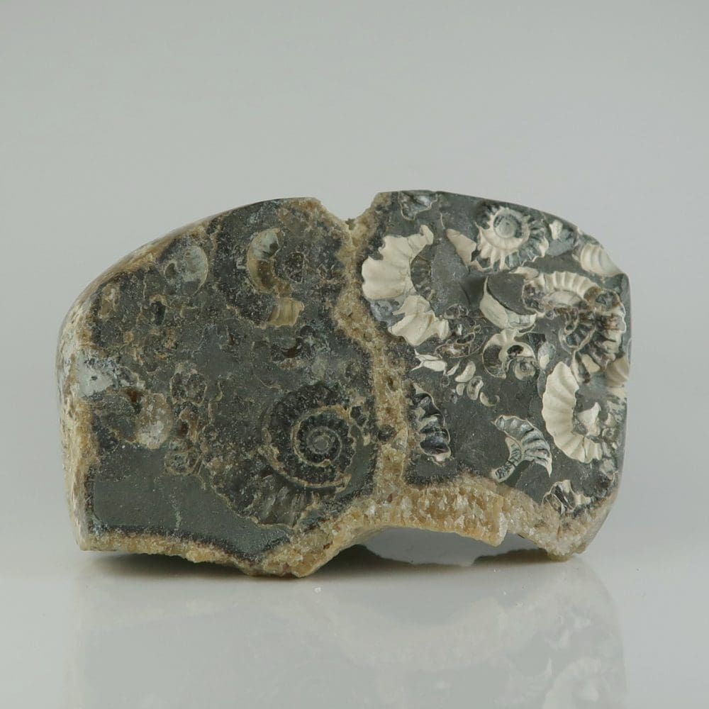 marston marble ammonites, polished