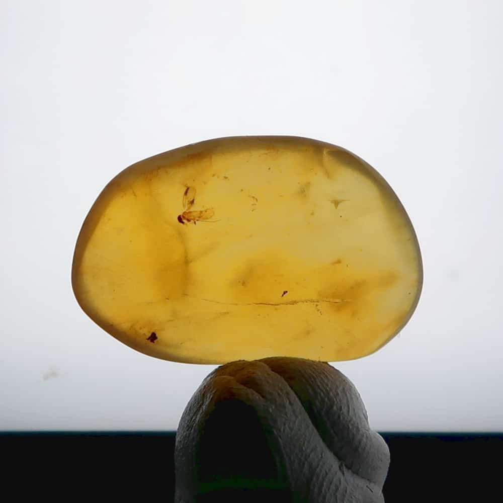 polish your own amber (burmite)