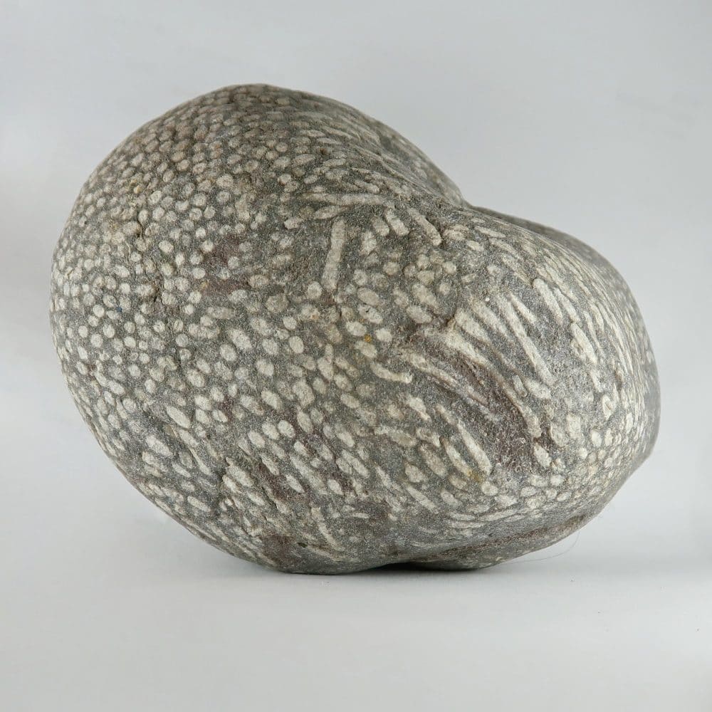 fossil coral for lapidary 3