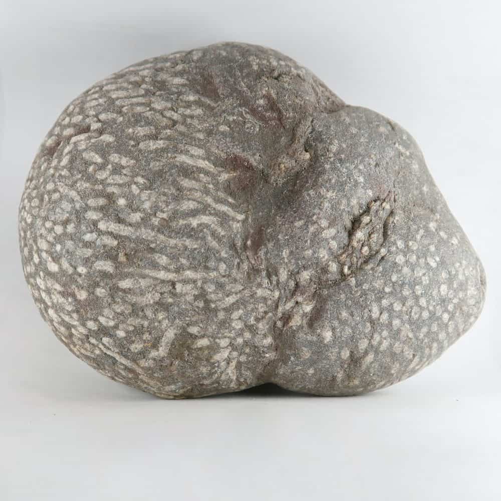 fossil coral for lapidary 5