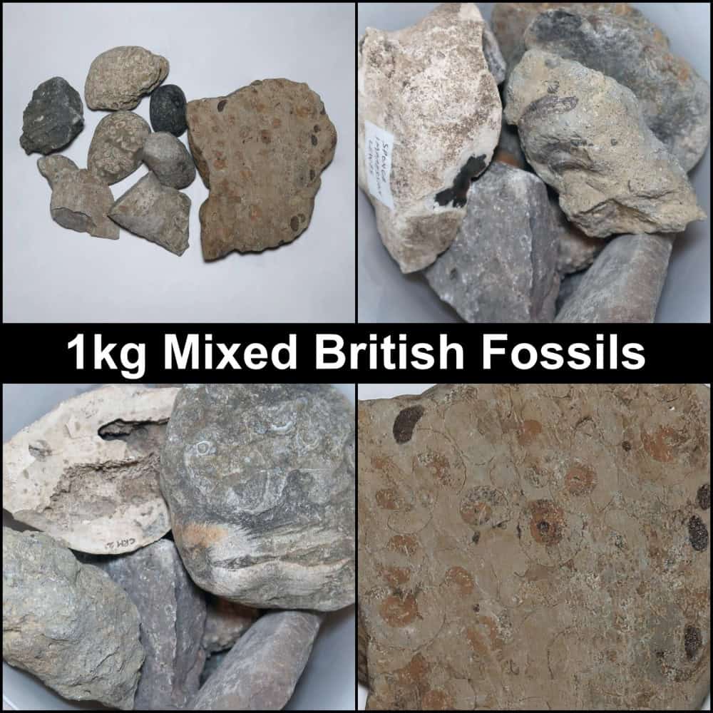 clearance lots: fossils