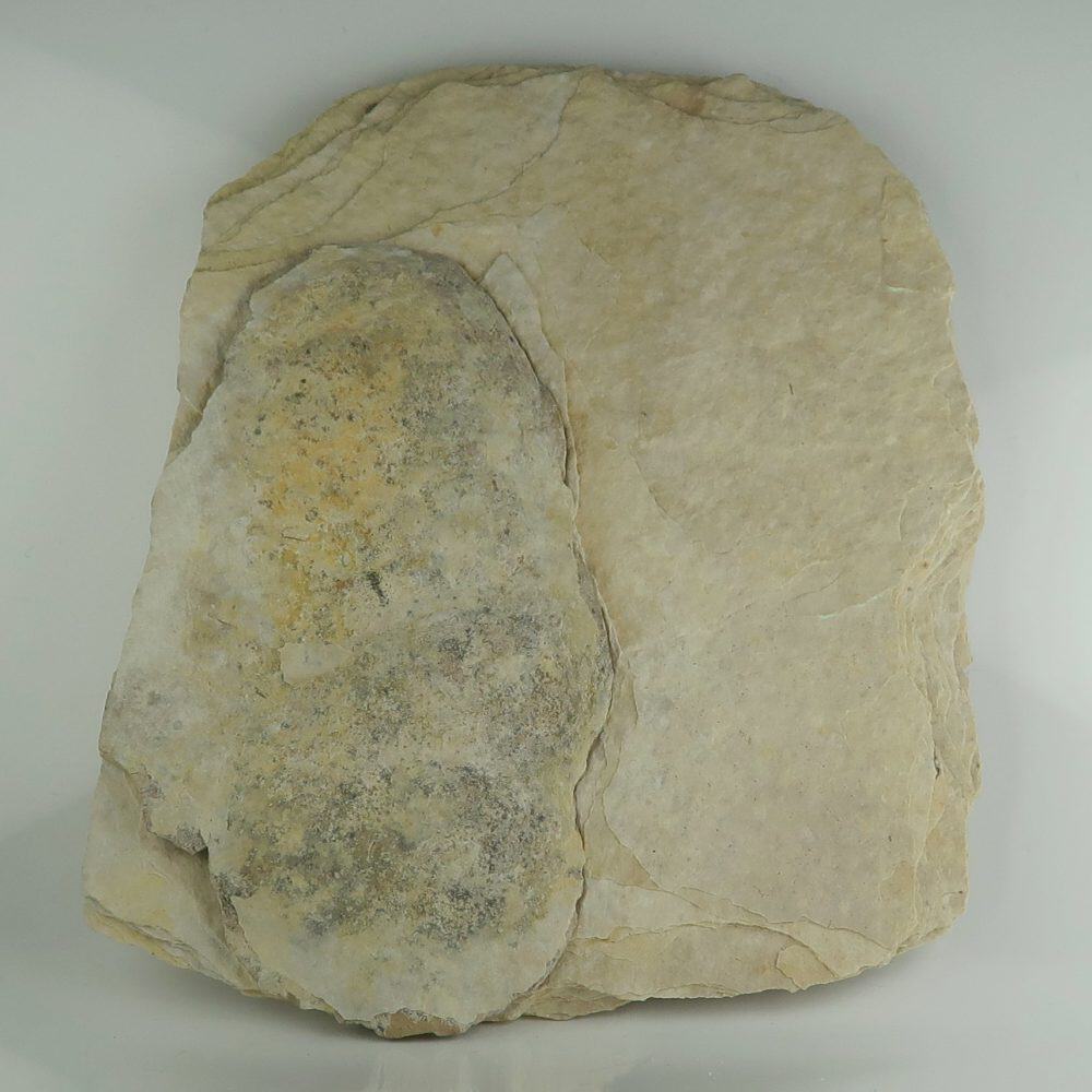 fish coprolite fossils