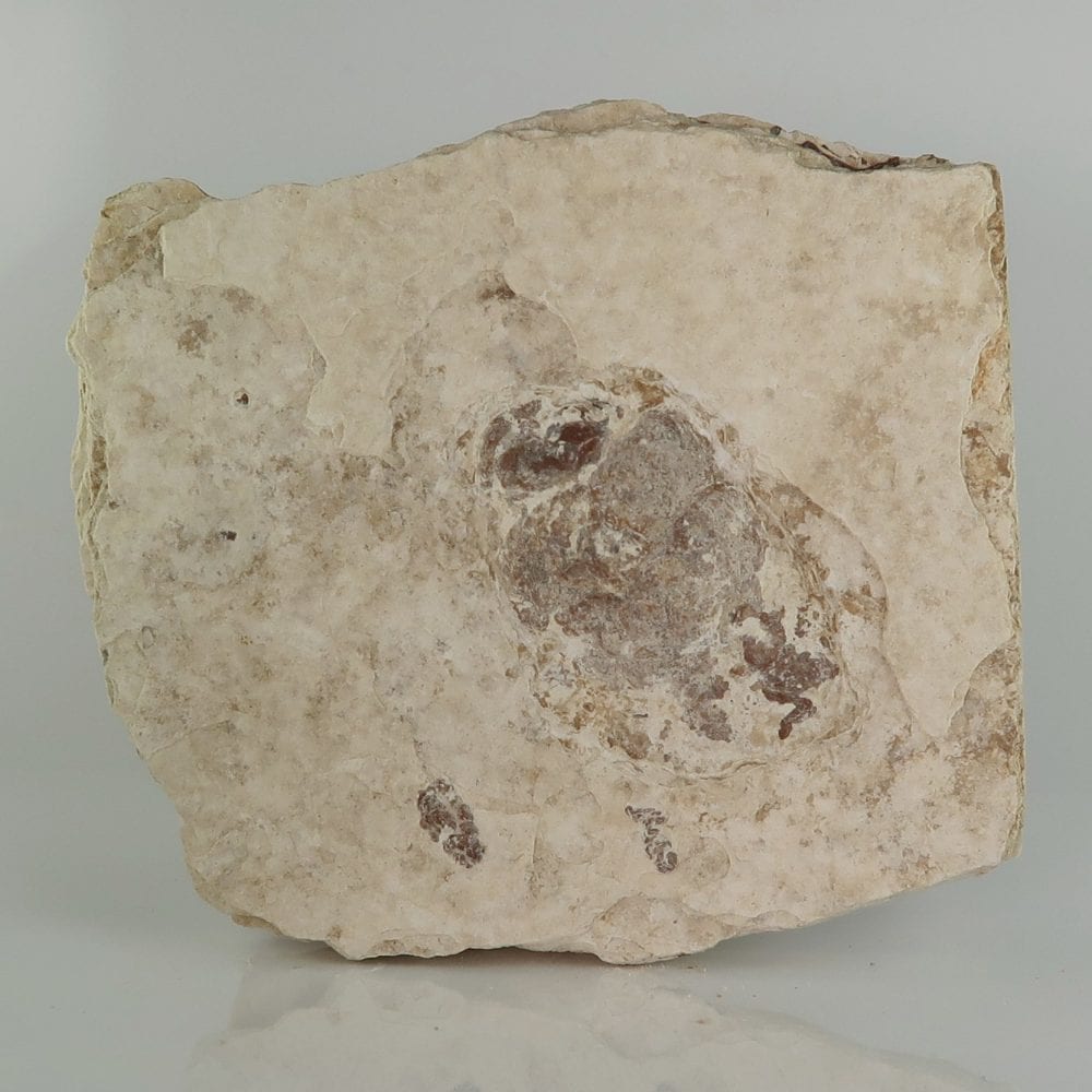 fish coprolite fossils